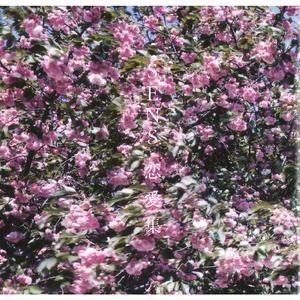 白丝护士女仆❌❌❌图
